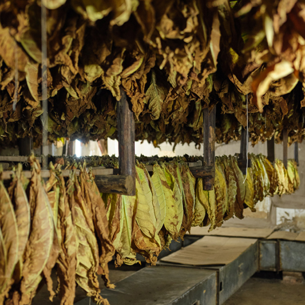 O Cigars world